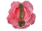 The Lingam